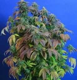 Heavy Duty Fruity - 5PACK - Regular - T.H.Seeds