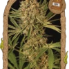 Herz OG Auto - 5PACK - Feminised - Exotic Seed -Uitgelichte Plantenzaadwinkel herz og auto exotic seed