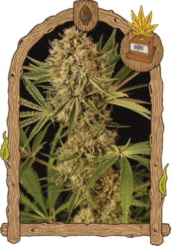 Herz OG Auto - 5PACK - Feminised - Exotic Seed