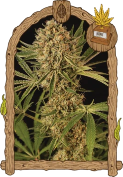 Herz OG - 5PACK - Feminised - Exotic Seed