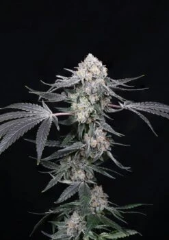 High Society - Feminised - Compound Genetics