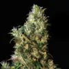 High Level - Feminised - Eva Seeds -Uitgelichte Plantenzaadwinkel highlevel
