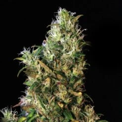 High Level - Feminised - Eva Seeds
