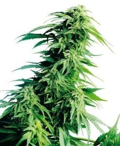 Hindu Kush Autoflowering - Feminised - Sensi Seeds