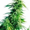 Hindu Kush - 10-pack - Regular - Sensi Seeds