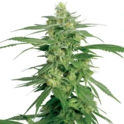 Hollands Hope - Regular - White Label