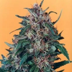 Hollands Hope - Regular - Dutch Passion