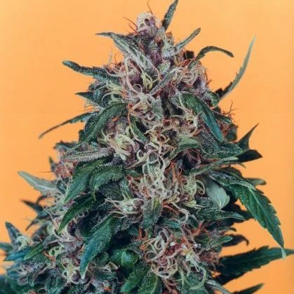 Hollands Hope - Regular - Dutch Passion 3 Hollands Hope - Regular - Dutch Passion