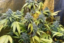Holy Grail Kush - Feminised - DNA Genetics -Uitgelichte Plantenzaadwinkel holy grail kush dna 1