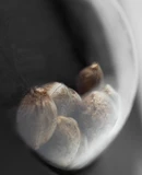 Honey Melon Kush Automatic - Feminised - Sensi Seeds