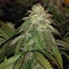 Hot Tropic - 15-pack - Regular - Oni Seed Co -Uitgelichte Plantenzaadwinkel hot tropic regular cannabis seeds by oni seed co