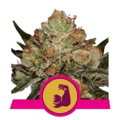 HulkBerry - Feminised - Royal Queen Seeds