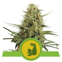 HulkBerry Auto - 3-pack - Feminised - Royal Queen Seeds