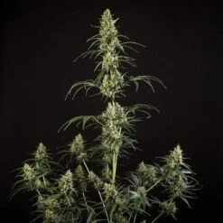 HulkBerry Auto - 3-pack - Feminised - Royal Queen Seeds -Uitgelichte Plantenzaadwinkel hulkberry automatic 2
