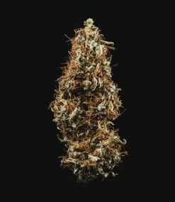 HulkBerry Auto - 3-pack - Feminised - Royal Queen Seeds -Uitgelichte Plantenzaadwinkel hulkberry automatic 3