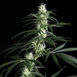 Hawaiian Snow - Feminised - Green House -Uitgelichte Plantenzaadwinkel hws 07