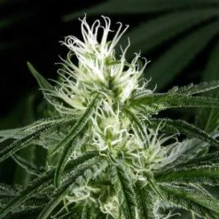 Hawaiian Snow - Feminised - Green House -Uitgelichte Plantenzaadwinkel hws 09