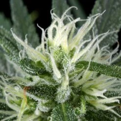 Hawaiian Snow - Feminised - Green House -Uitgelichte Plantenzaadwinkel hws 12