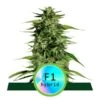 Hyperion F1 Auto - 3-pack - Feminised - Royal Queen Seeds -Uitgelichte Plantenzaadwinkel hyperion f1