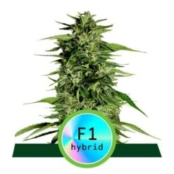 Hyperion F1 Auto - 3-pack - Feminised - Royal Queen Seeds
