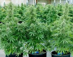 Hyperion F1 Auto - 3-pack - Feminised - Royal Queen Seeds -Uitgelichte Plantenzaadwinkel hyperion f1 1