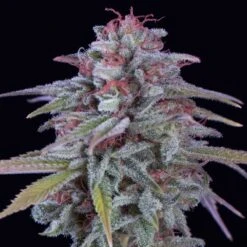 Hypno Zkittlez - 5-pack - Feminised - Hypno Seeds -Uitgelichte Plantenzaadwinkel hypno zkittlez 2