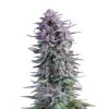 Hypno Zkittlez - 5-pack - Feminised - Hypno Seeds -Uitgelichte Plantenzaadwinkel hypno zkittlez 2