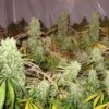 Ice Cream - Feminised - Paradise Seeds -Uitgelichte Plantenzaadwinkel ice cream group