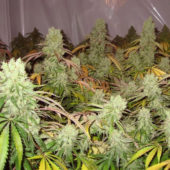 Ice Cream - Feminised - Paradise Seeds 3 Ice Cream - Feminised - Paradise Seeds