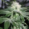 Ice - Feminised - Royal Queen Seeds -Uitgelichte Plantenzaadwinkel ice 1 asc 2