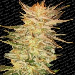 Ice Cream - Feminised - Paradise Seeds 5 Ice Cream - Feminised - Paradise Seeds -Uitgelichte Plantenzaadwinkel icecream