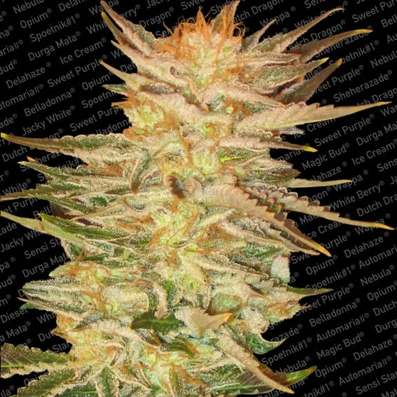 Ice Cream - Feminised - Paradise Seeds 4 Ice Cream - Feminised - Paradise Seeds - Afbeelding 2