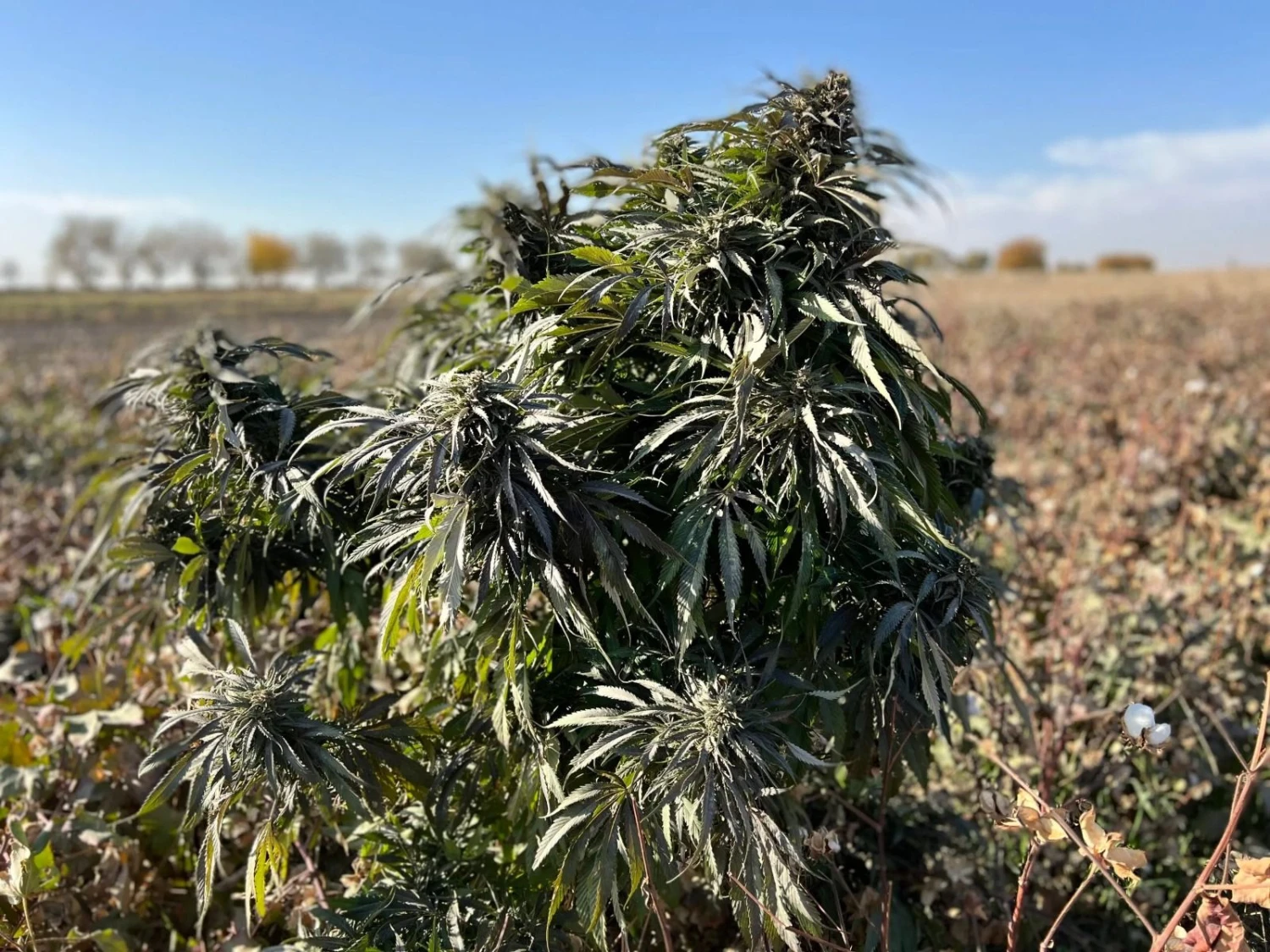 Chimtal - 15-pack - Regular - Baaba Qo 3 Chimtal - 15-pack - Regular - Baaba Qo