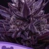 Imperium X - 5pack - Feminised - Anesia Seeds -Uitgelichte Plantenzaadwinkel imperium x anesia seeds 1
