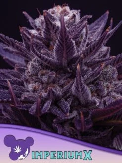 Imperium X - 5pack - Feminised - Anesia Seeds