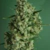 Incredible Bulk Autoflowering - 5PACK - Feminised - Dr. Krippling -Uitgelichte Plantenzaadwinkel incredible bulk 800x800 1