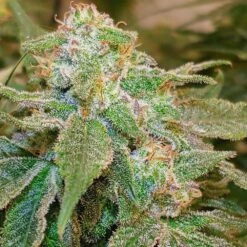 Island G - 15-pack - Regular - Oni Seed Co -Uitgelichte Plantenzaadwinkel island g cannabis seed oni seeds