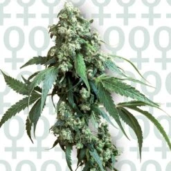 Jack Flash #5 - Feminised - Sensi Seeds