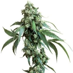 Jack Flash - Regular - Sensi Seeds