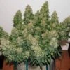 Jack Frost Widow Auto - Feminised - Monkey Genetics 1 Jack Frost Widow Auto - Feminised - Monkey Genetics -Uitgelichte Plantenzaadwinkel jack frost widow auto monkey genetics