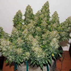 Jack Frost Widow Auto - Feminised - Monkey Genetics