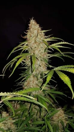 Original Jack Herer Auto - 5-pack - Feminised - Fast Buds Seeds -Uitgelichte Plantenzaadwinkel jack herer auto fastbuds