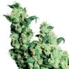 Jack Herer - Regular - Sensi Seeds -Uitgelichte Plantenzaadwinkel jack herer xl