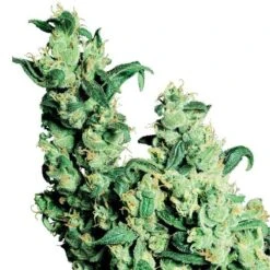 Jack Herer - Regular - Sensi Seeds