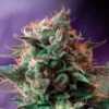Jack 47 - Feminised - Sweet Seeds -Uitgelichte Plantenzaadwinkel jack47 imagenes marco