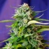 Jack 47 Auto - Feminised - Sweet Seeds 1 Jack 47 Auto - Feminised - Sweet Seeds -Uitgelichte Plantenzaadwinkel jack 47 auto