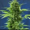 Jack Diesel Express - Feminised - Positronics -Uitgelichte Plantenzaadwinkel jack diesel express positronics seeds