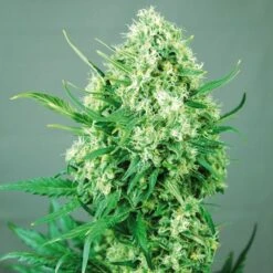 Jack Diesel - Feminised - Positronics