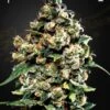Jack Herer - Feminised - Green House -Uitgelichte Plantenzaadwinkel jackherer