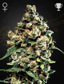 Jack Herer - Feminised - Green House